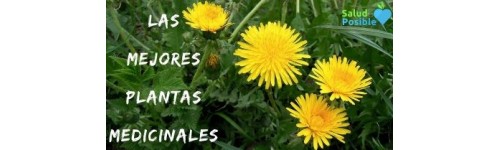 Plantas